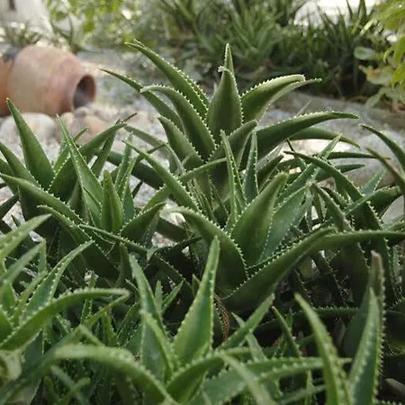 Venus De Milo Apartmán *